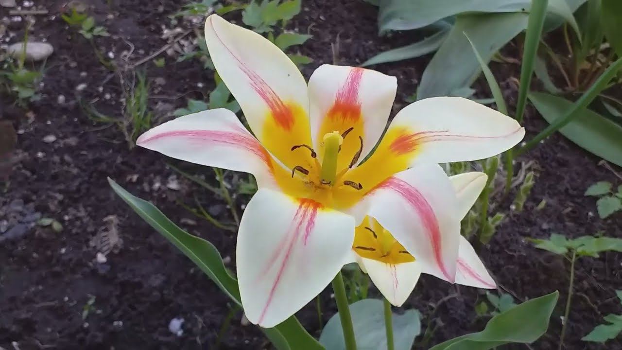 НЕОЖИДАННО! Скоро зацветут?.. Обзор роз в начале мая смотреть онлайн