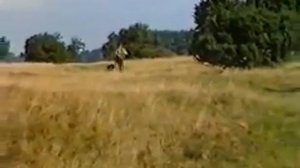 Натаска Дратхаара.Часть 1. Немецкое видео.