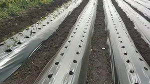 Правильная посадка кассетной рассады клубники