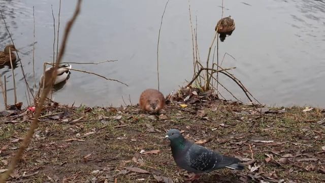 Ондатры в Лефортовском парке смотреть онлайн