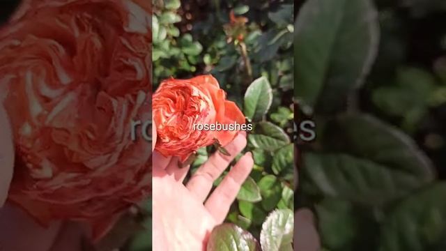 Кахала Https://rose-bushes.ru/