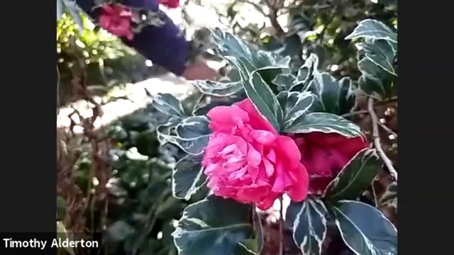 "A New Year Begins: The Second Growing Season" смотреть онлайн