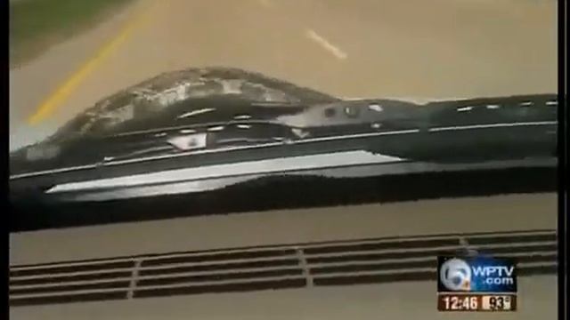An unexpected snake passenger смотреть онлайн