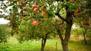 Яблоня Аркадик