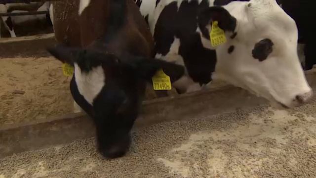 Лукашенко в колхозе философствует о жизни смотреть онлайн