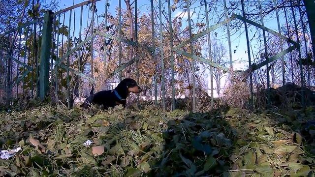 осенняя прогулка с таксом Тошей смотреть онлайн