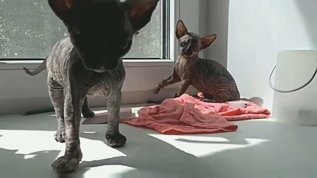 ЛЫСЫЕ КОТЫ НЕ ИНОПЛАНЕТЯНЕ,а бесы) смотреть онлайн