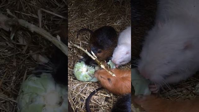 Немного о нутриях смотреть онлайн