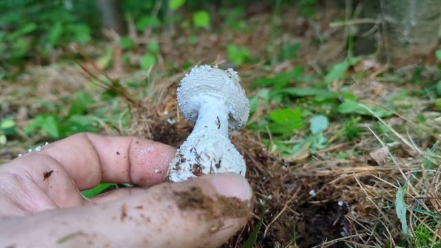 Rhode Island Amanita Series: Amanita onusta 2023 смотреть онлайн