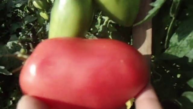 ТОМАТ ПЕТРУША ОГОРОДНИК. ВИДЕООБЗОР. Ольга Чернова 25 июля.