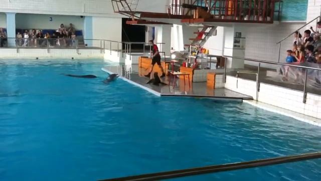 Выступление морских котиков смотреть онлайн