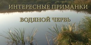 ИНТЕРЕСНЫЕ ПРИМАНКИ - 
ВОДЯНОЙ ЧЕРВЬ