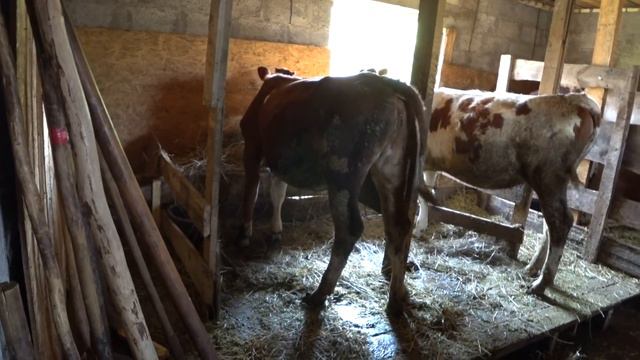 Привезли сено . Жара . Тимпания у телят . Гриша . смотреть онлайн