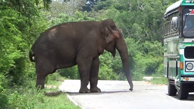 A great food robbery in broad daylight by a dear Elephant ! смотреть онлайн