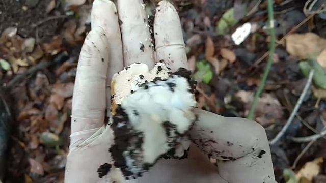 שיננית שטוחה-Hydnum repandum смотреть онлайн