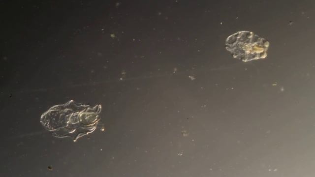 Parastichopus parvimensis Auricularia & Doliolaria (BIOHOPK160H) смотреть онлайн