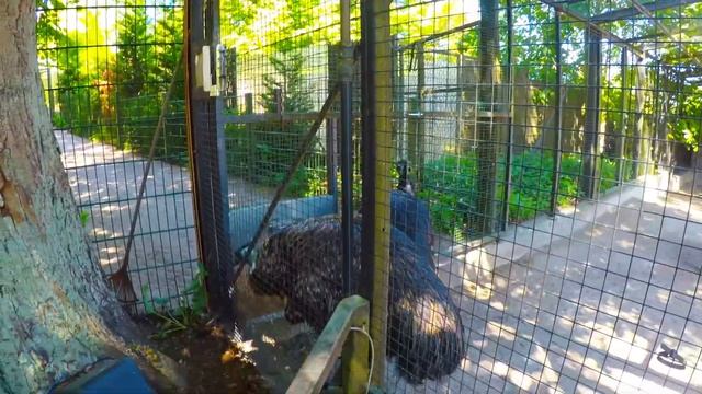 Helsinki Zoo Korkeasaari Finland смотреть онлайн