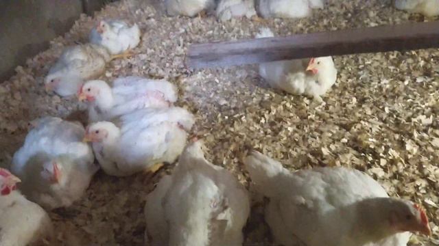 Бройлеры 36 дней вес смотреть онлайн