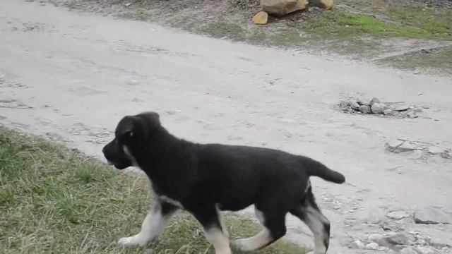 Щенки вео питомник Вом Истхаус (Харьков) 2 месяца (1) смотреть онлайн