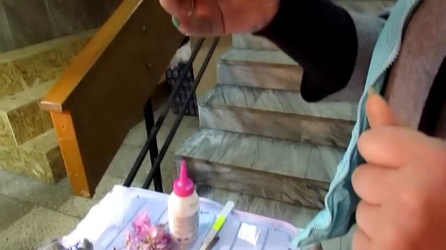 посадка прилистников фиалок смотреть онлайн