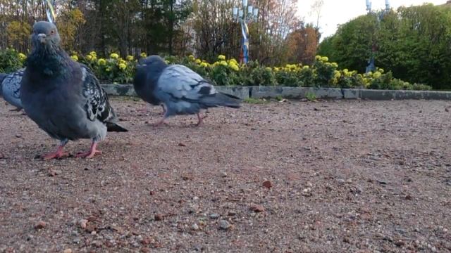 голуби ходят смотреть онлайн
