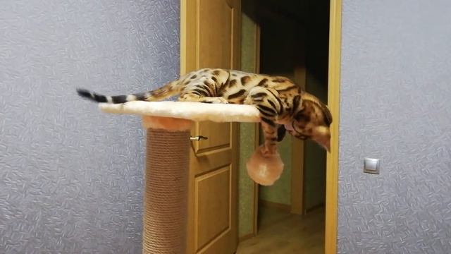 Ночные игры бенгала😼