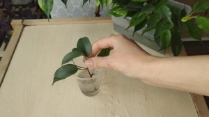 Укоренение фикуса Бенджамина в воде/Мои результаты укоренения через полтора месяца после черенкован