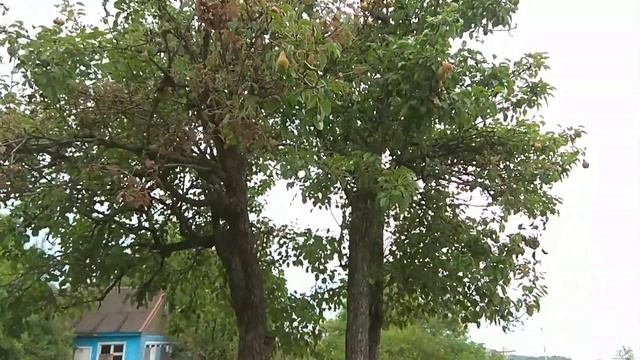 Черноморск. Санаторий профилакторий "Чайка". смотреть онлайн