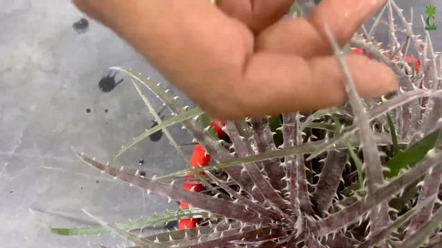 Dyckia Hybrid A (Cactus and Succulents) смотреть онлайн