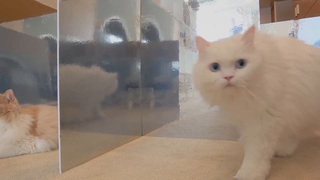 Mirror Maze Challenge! Escape From The Illusion! | Kittisaurus