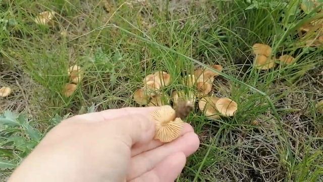 Степной опенок (ведьмин круг) смотреть онлайн