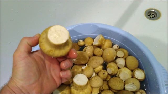 Дождевик грушевидный . смотреть онлайн
