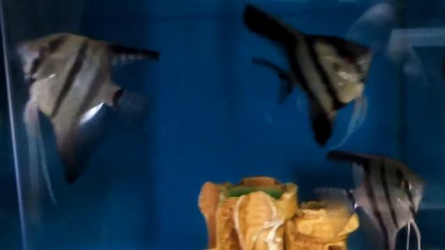 Freshwater angelfish, aquarium fish for beginners Pterophyllum scalare смотреть онлайн