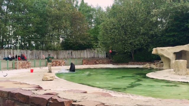 Спектакль морские львы и маленький мальчик Little King в зоопарке zoo Otaries spectacle смотреть онлайн