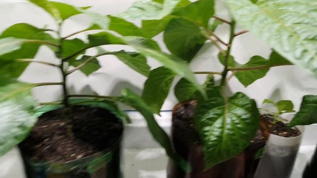 28 февраля. Как выглядят перцы. Каролинский жнец. Каролина рипер. смотреть онлайн