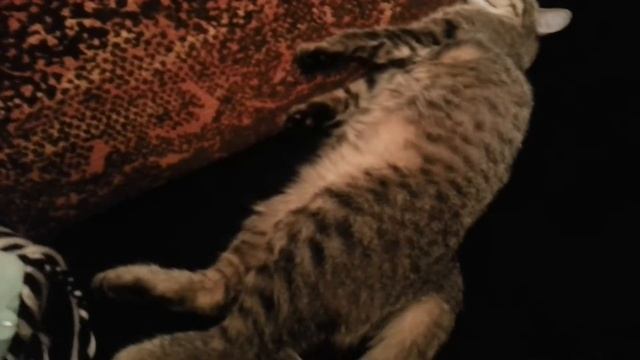 спящий кот . хаха угар смотреть онлайн