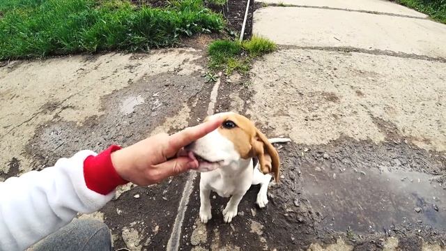 Бигль. Дрессировка Вирджи. смотреть онлайн