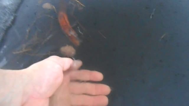 предвестники начала замора на водоеме смотреть онлайн