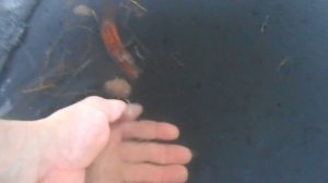 предвестники начала замора на водоеме