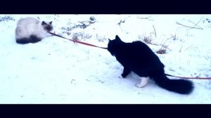 КАК ВЕДУТ СЕБЯ КОТЫ ПОСЛЕ КАСТРАЦИИ | РЕАКЦИЯ НА КОШЕК