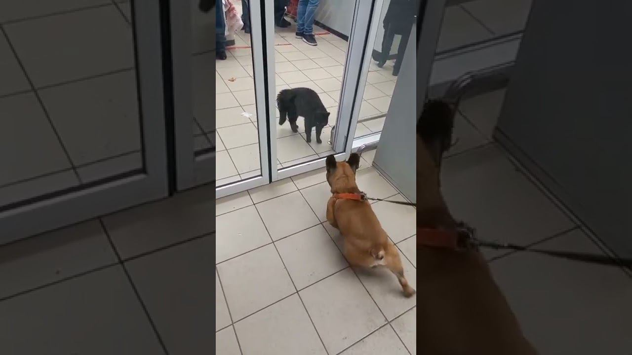 Зашла в Магнит... смотреть онлайн