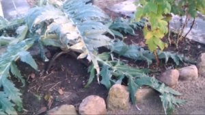 Готовим артишок к зиме