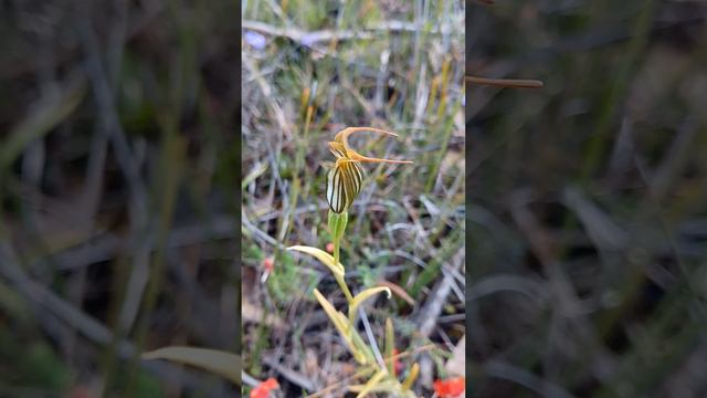 Pterostylis recurva in Western Australia #westernaustralia #orchids # wildflowers #nativeorchids смотреть онлайн