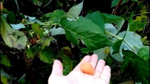 МАЛИНА ОРАНЖЕВОЕ ЧУДО.