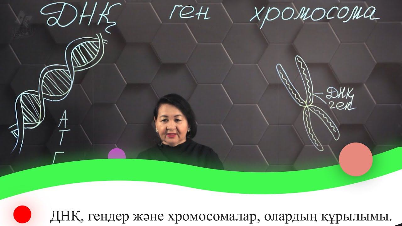ДНҚ, гендер және хромосомалар, олардың құрылымы. 7 сынып. смотреть онлайн
