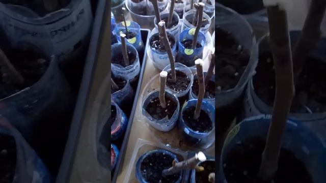 Инжиры. Черенки на укоренении спустя 2 недели -01.12.22 смотреть онлайн