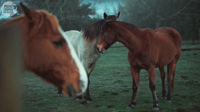 SOM DE CAVALOS RELINCHANDO - BARULHO DE CAVALO GALOPANDO - ANIMAIS DA FAZENDA смотреть онлайн