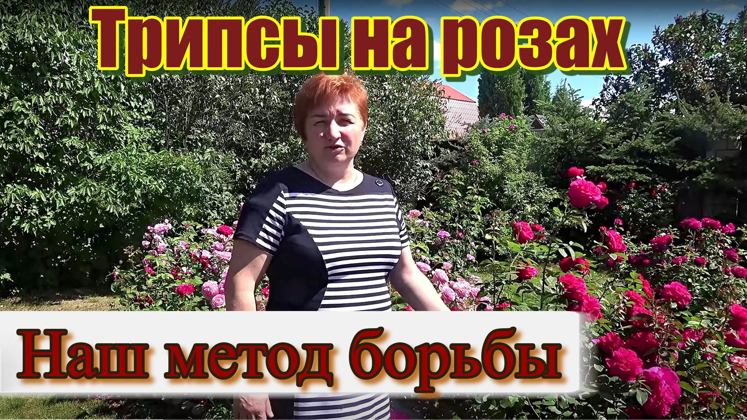 Трипсы на розах.