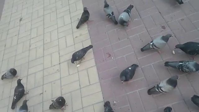 Голубей кормить нельзя смотреть онлайн