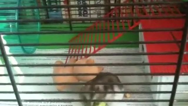 Хомяк Рокс проголодался) смотреть онлайн